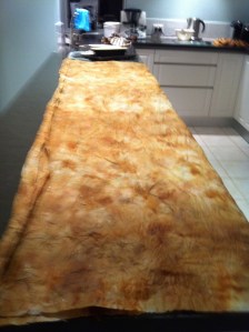 Unrolled but still folded over the plant material