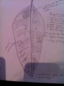 My first leaf drawing.  I'll get better (I hope)