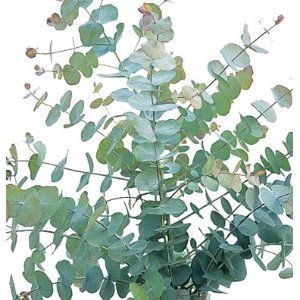 Eucalyptus cinerea or Silver Dollar