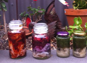 From left to right: Cotton in onion skins and water; cotton in purple carrot and water; silk with dill and water; silk with dill and water and soda ash.