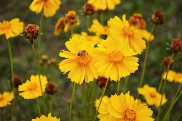 My work coreopsis image