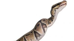 Snake swallowing wallaby